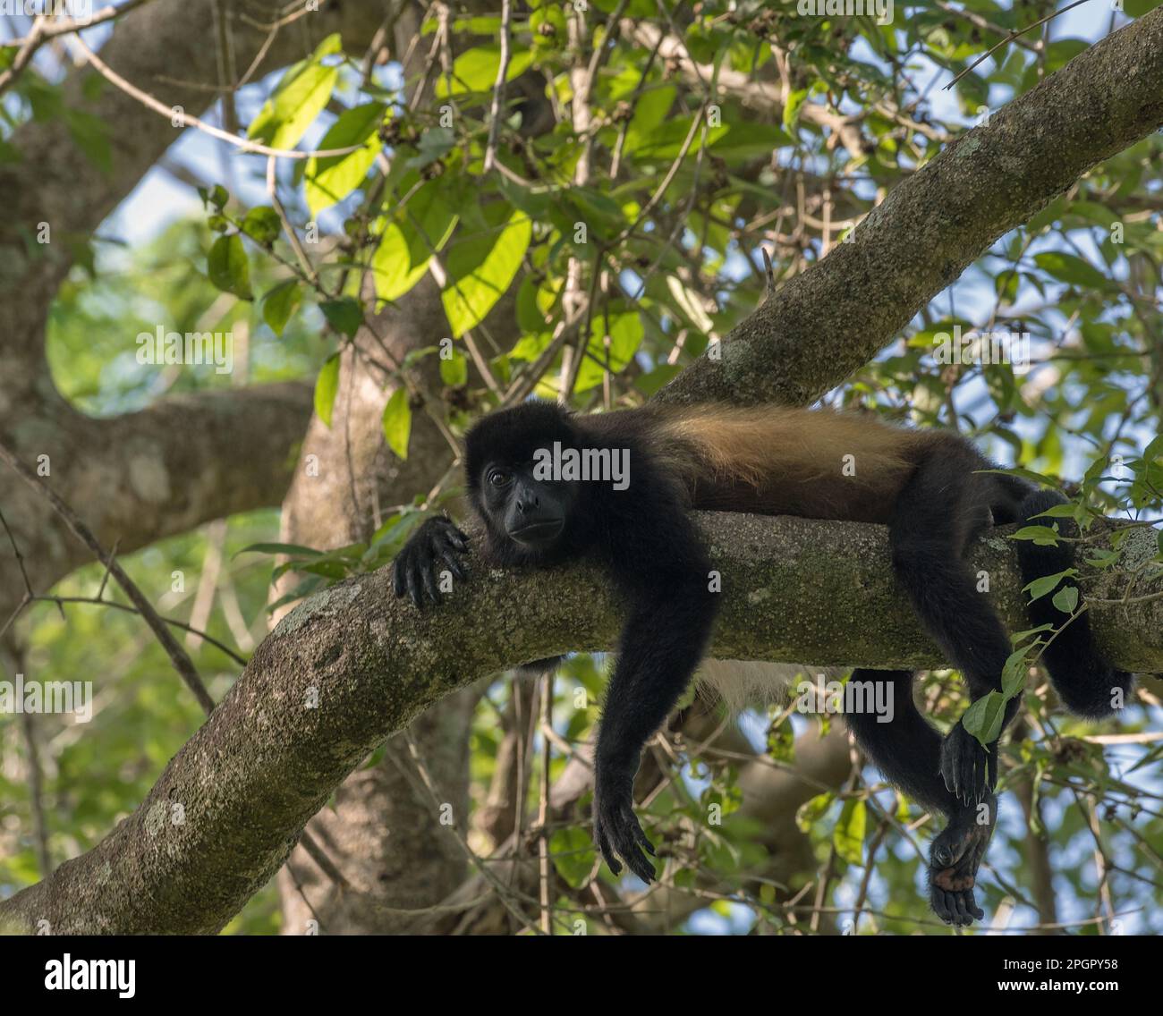 The howler monkey on a branch in the rainforest of Alouatta, animal, Animals In The Wild, beauty, border, branch, brazil, brown, canopy, Central Ameri Stock Photo