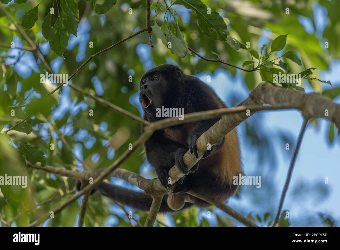 The howler monkey on a branch in the rainforest of Alouatta, animal, Animals In The Wild, beauty, border, branch, brazil, brown, canopy, Central Ameri Stock Photo