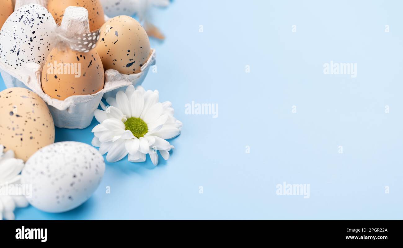 Easter eggs and flowers on a blue background with space for your ...