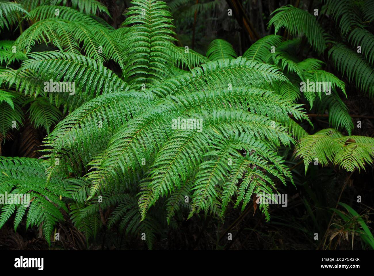 Tall jungle ferns on Maui, Hawaii, U.S.A.. Stock Photo