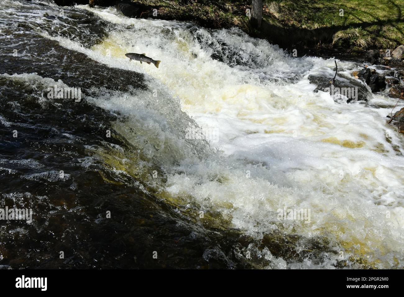 Fish jumping up the low falls in May  in McVickars Creek in Thunder Bay, Ontario, Canada, on their journey to spawn upstream in shallow, slow waters. Stock Photo