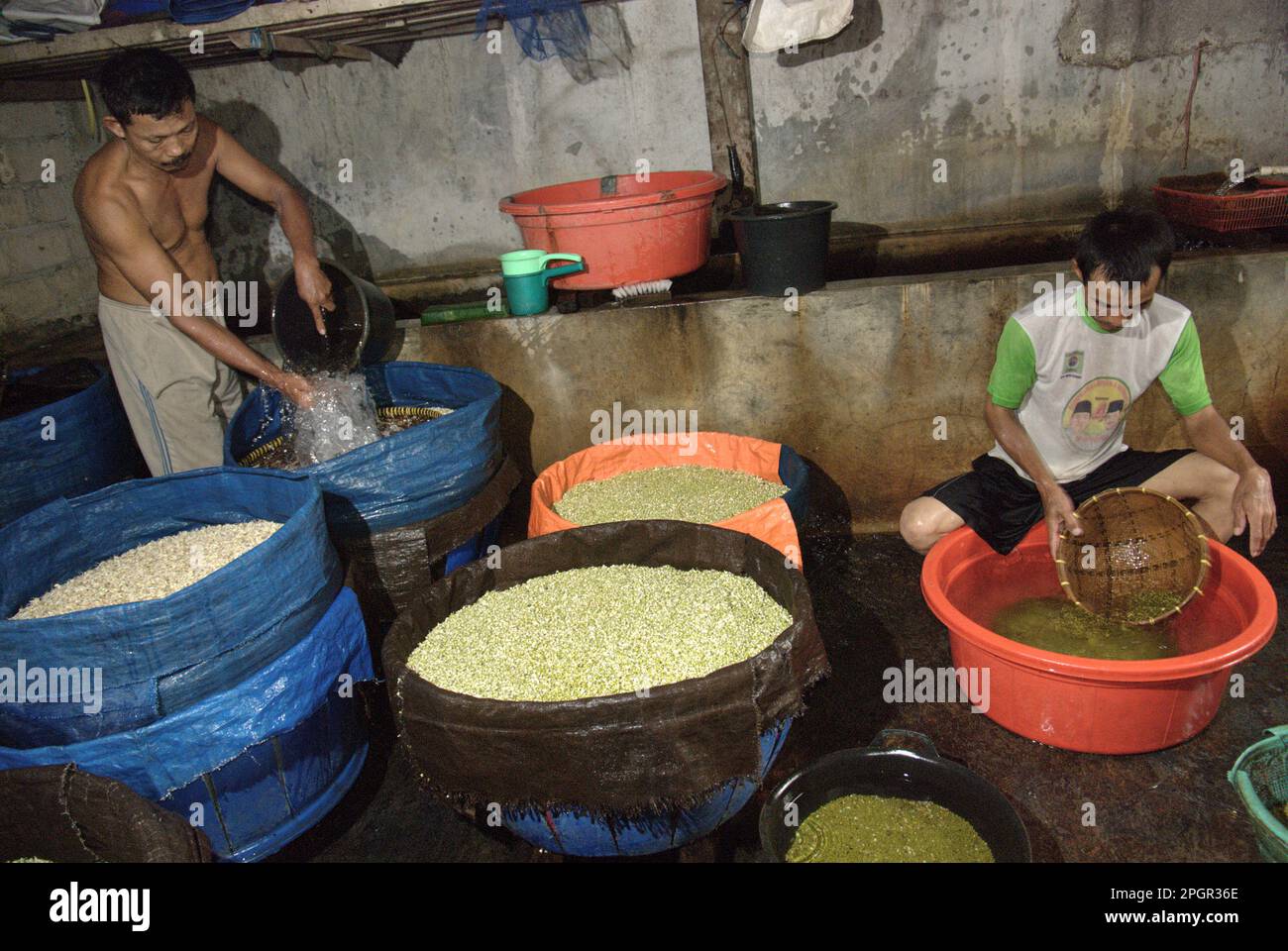 A bean sprouts farm in Jakarta, Indonesia. Mung bean sprouts are a culinary vegetable that, because of its adaptability and nutritious benefits, have since ancient times been widely grown and consumed in East and Southeast Asia, according to a team of researchers led by Mohammad Zakerin Abedin (Department of Botany, Microbiology Laboratory, Jahangirnagar University, Dhaka) in a 2022 paper published on South Asian Journal of Research in Microbiology. Mung beans can be easily sprouted by putting them in the shade and watering them until germinated, with the only requirement needed is.... Stock Photo