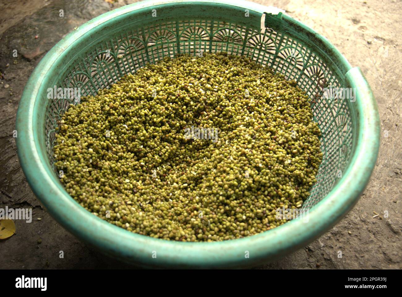Mung beans (Vigna radiata) are photographed at a bean sprout farm in Jakarta, Indonesia. Stock Photo
