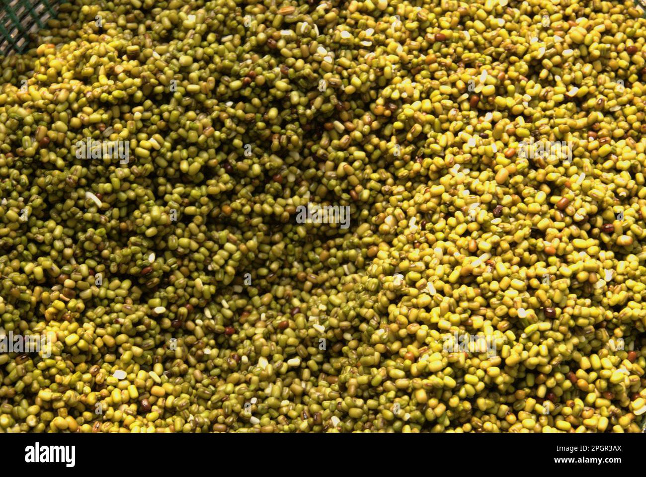 Mung beans (Vigna radiata) are photographed at a bean sprout farm in Jakarta, Indonesia. Stock Photo
