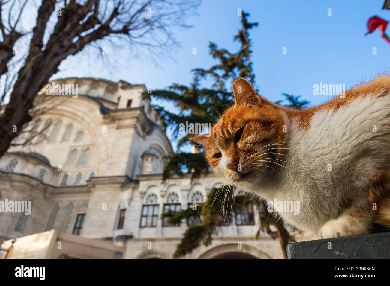 Portrait of a stray cat with Nuruosmaniye Mosque. Turkish culture(02)