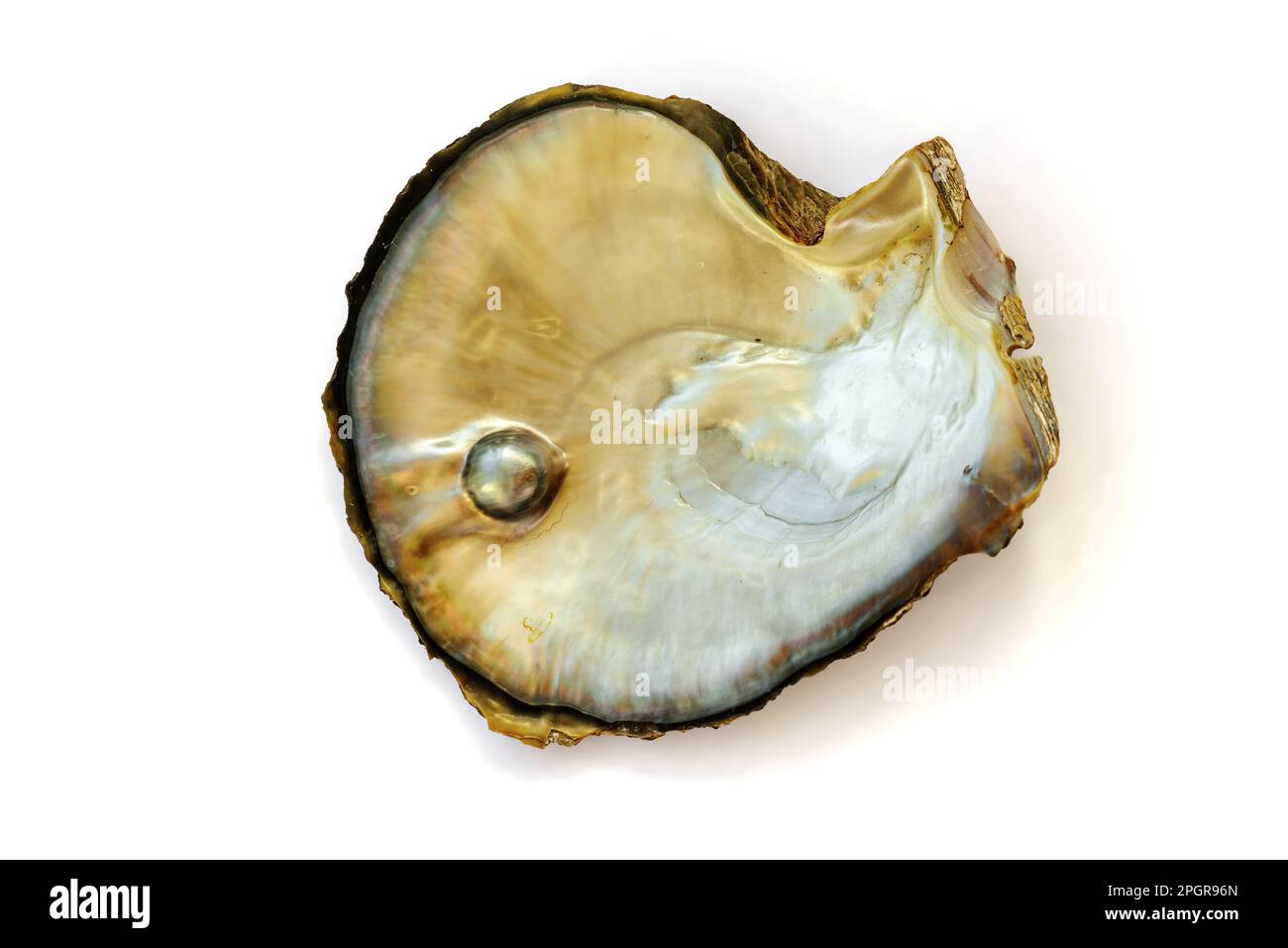 Mother of pearl oyster, with a pearl, isolated on white background Stock Photo