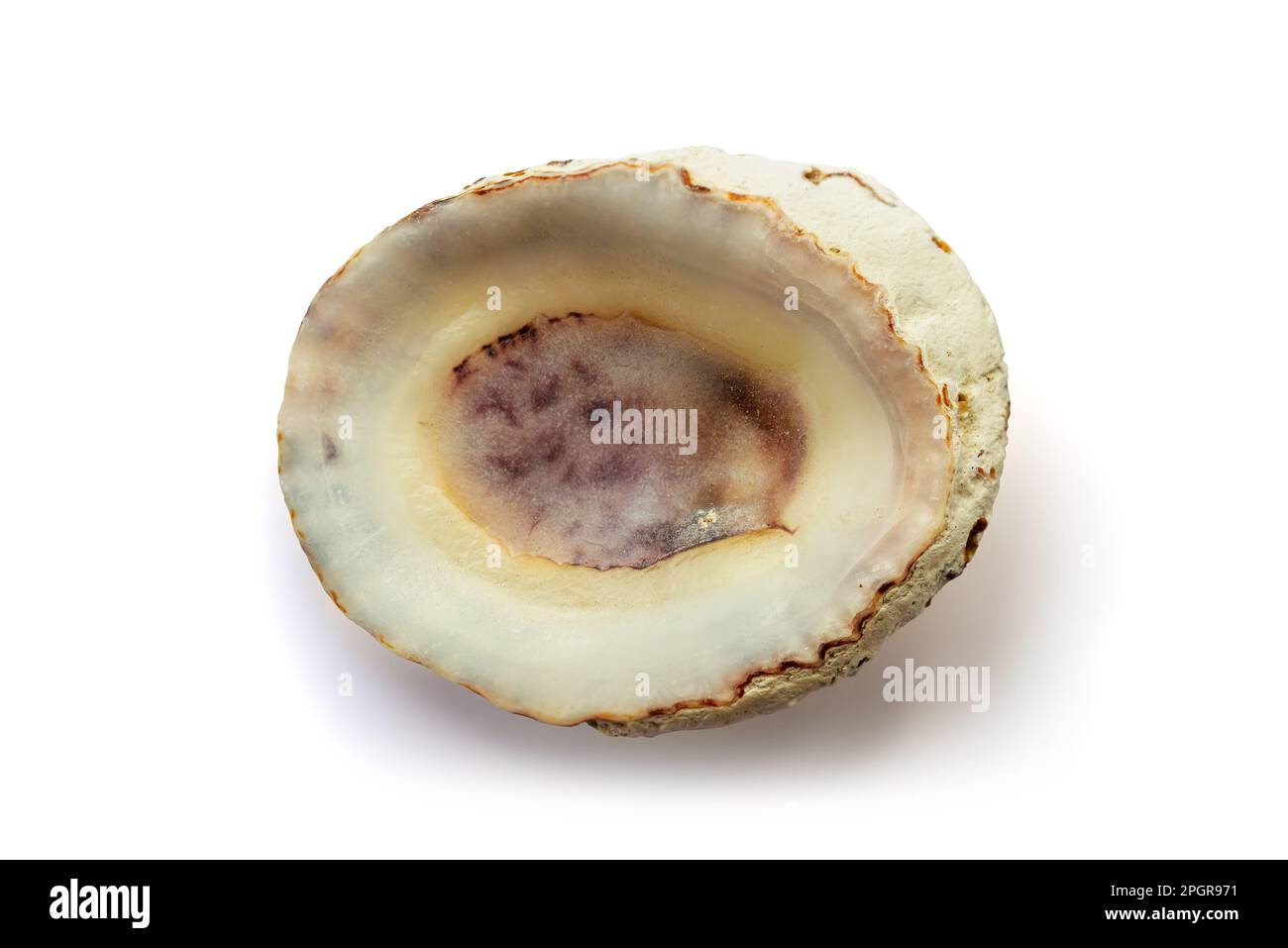 Patella vulgaris shell isolated on white background Stock Photo