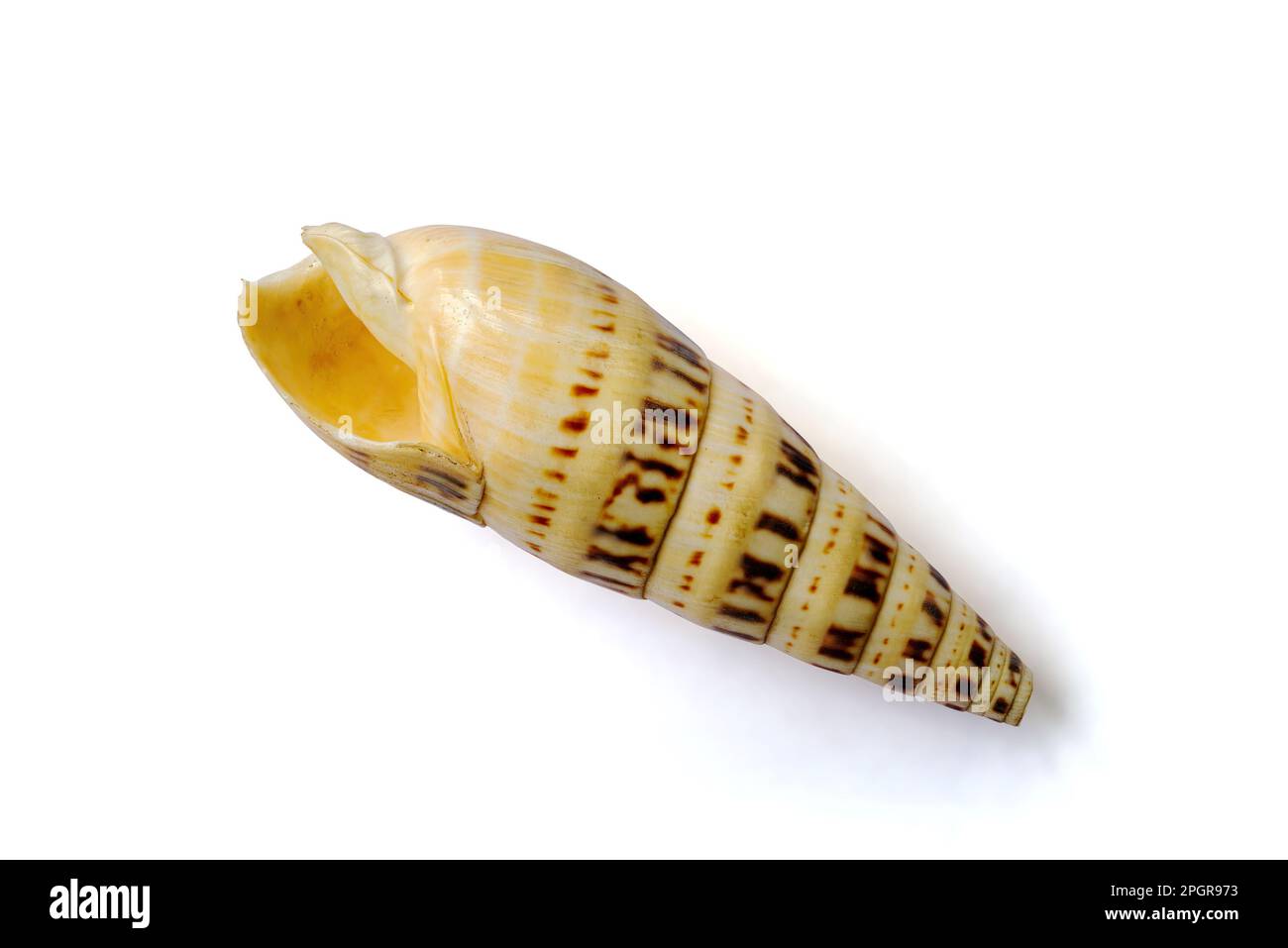 Broken Terebra Maculata shell isolated on white background Stock Photo