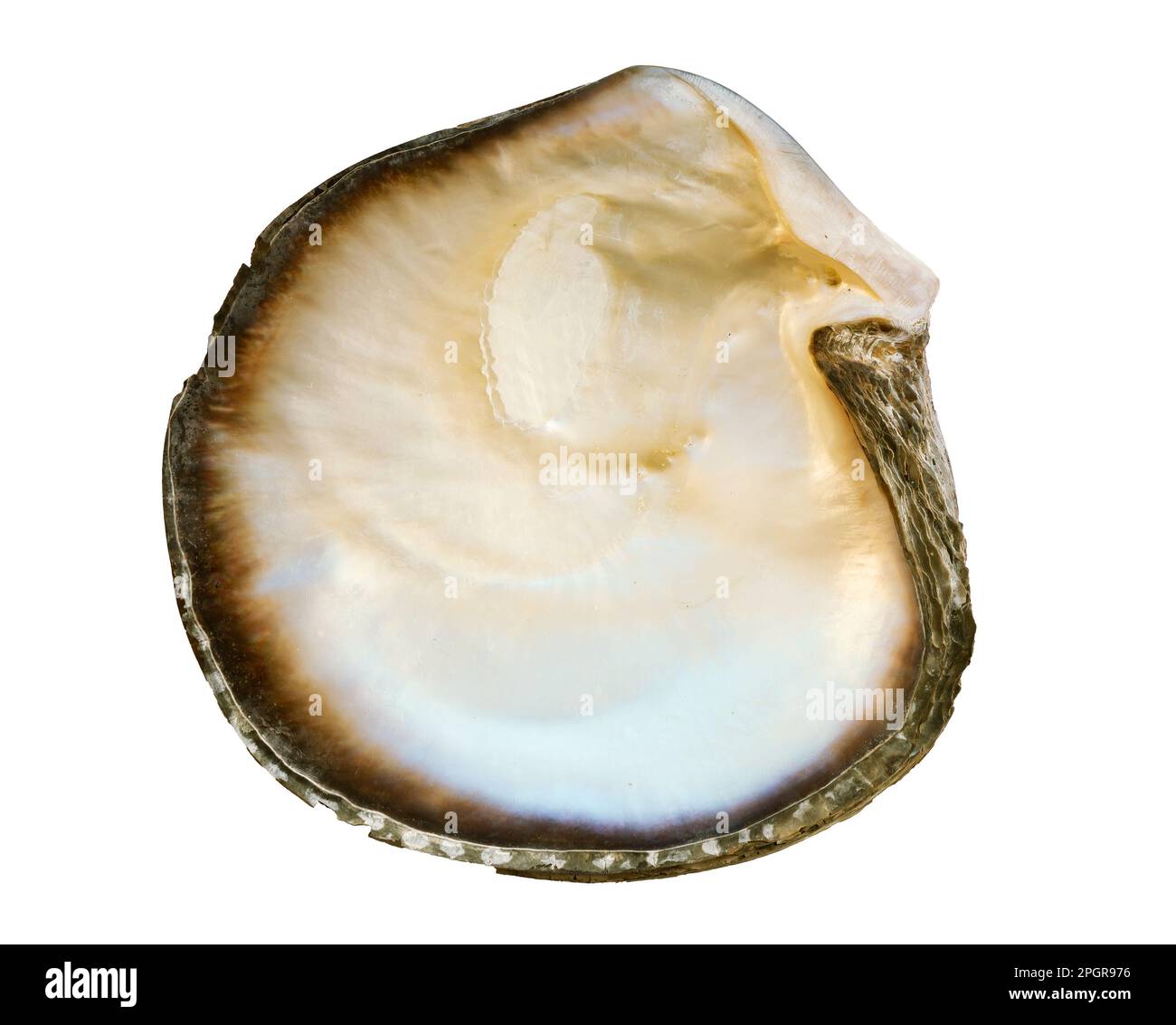 Mother of pearl oyster shell isolated on white background Stock Photo