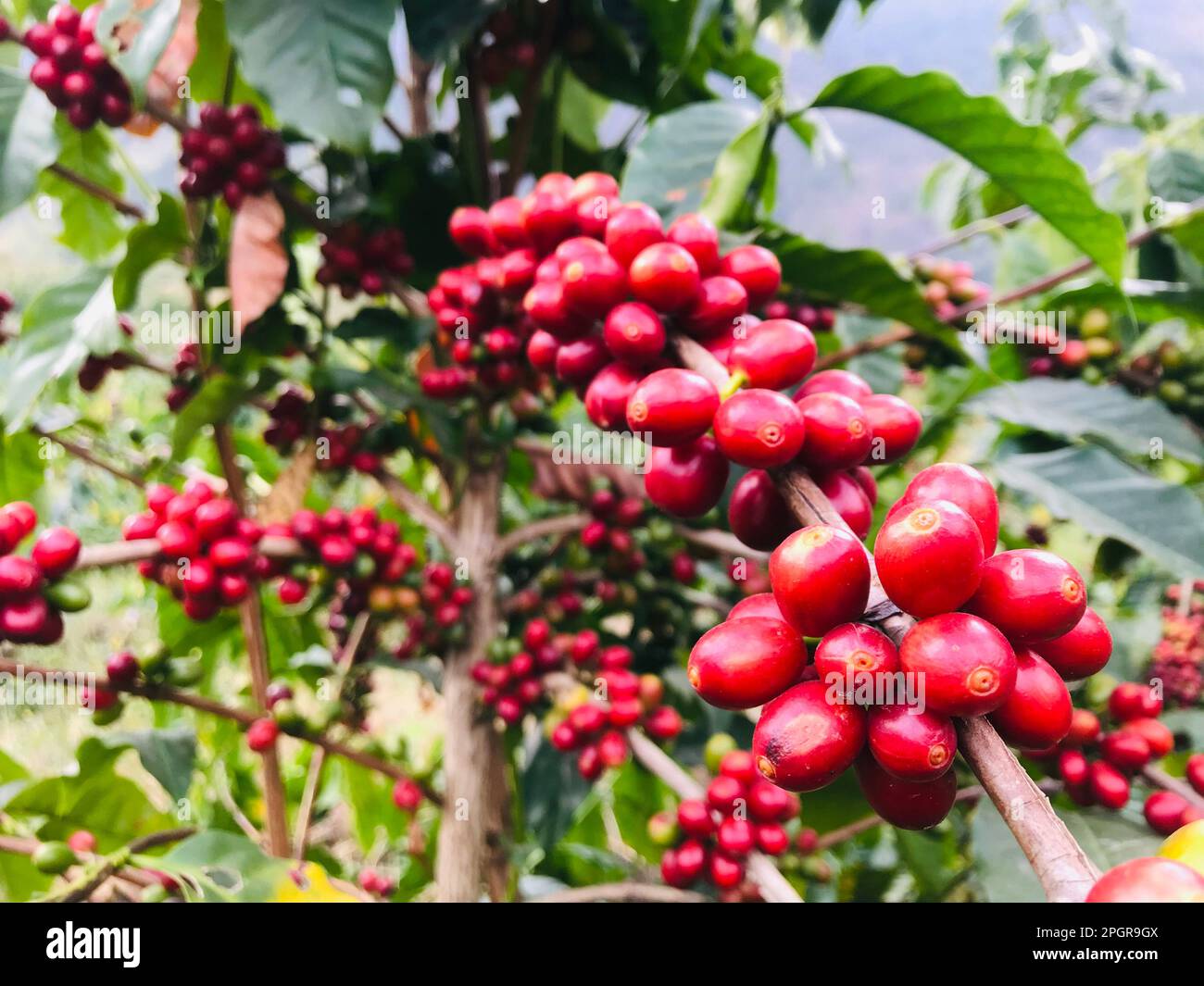 Yunnan coffee farm hi-res stock photography and images - Alamy