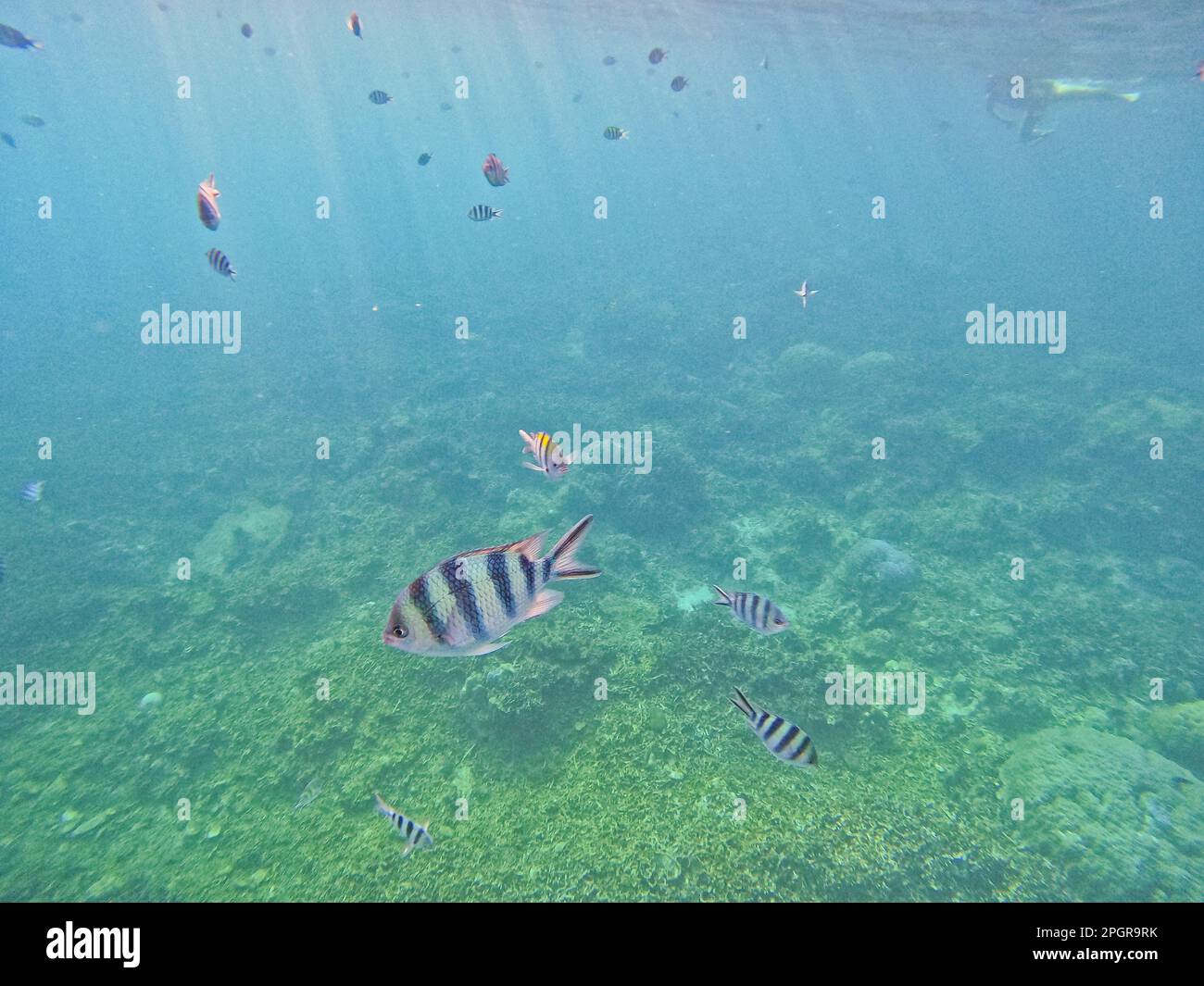 A fish swarm aud black white fish El Nido, Palawan in the Philippines