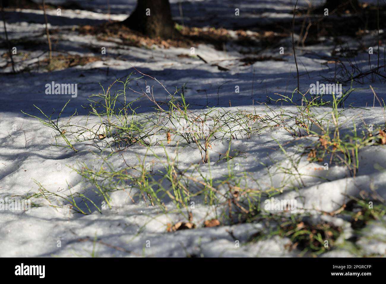 Spring forest thawed patch with green blueberry bushes on a sunny morning Stock Photo