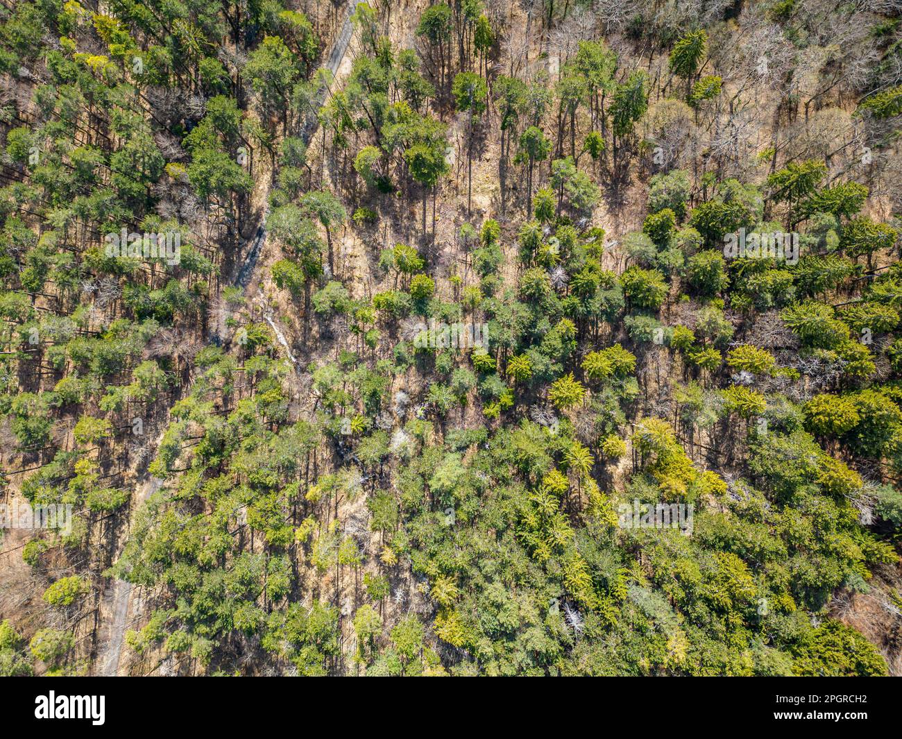 Top down drone photo over sustainable forest and road. Stock Photo