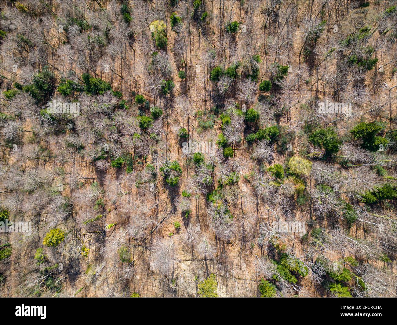 Top down drone photo over sustainable forest and road. Stock Photo
