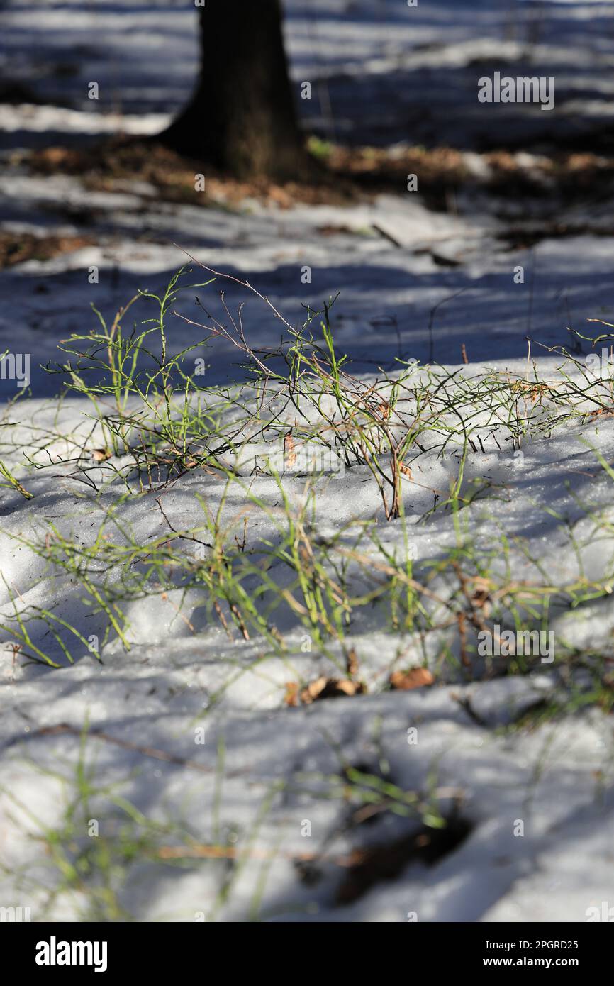 On a March morning blueberry bushes in melting snow under the spring sun Stock Photo