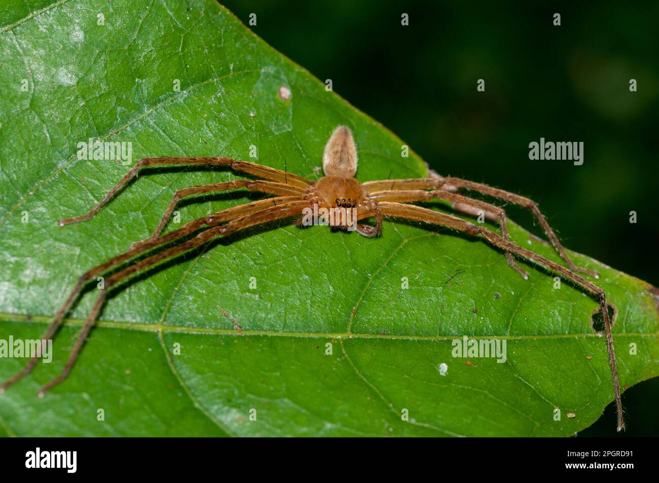 Brown Huntsman Spider, Heteropoda sp, Klungkung, Bali, Indonesia Stock Photo