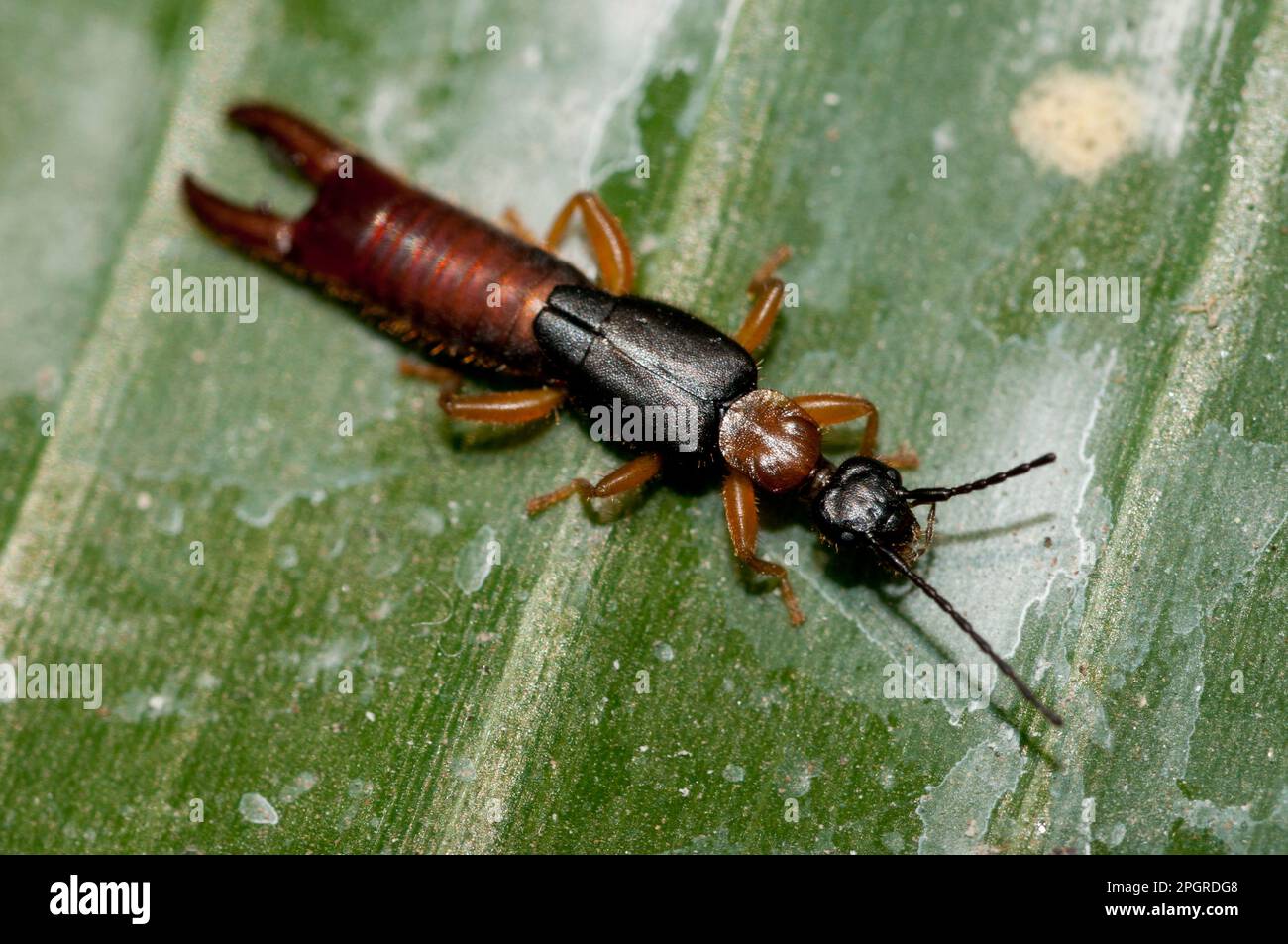 Earwig, Dermaptera Family, on leaf, Klungkung, Bali, Indonesia Stock Photo