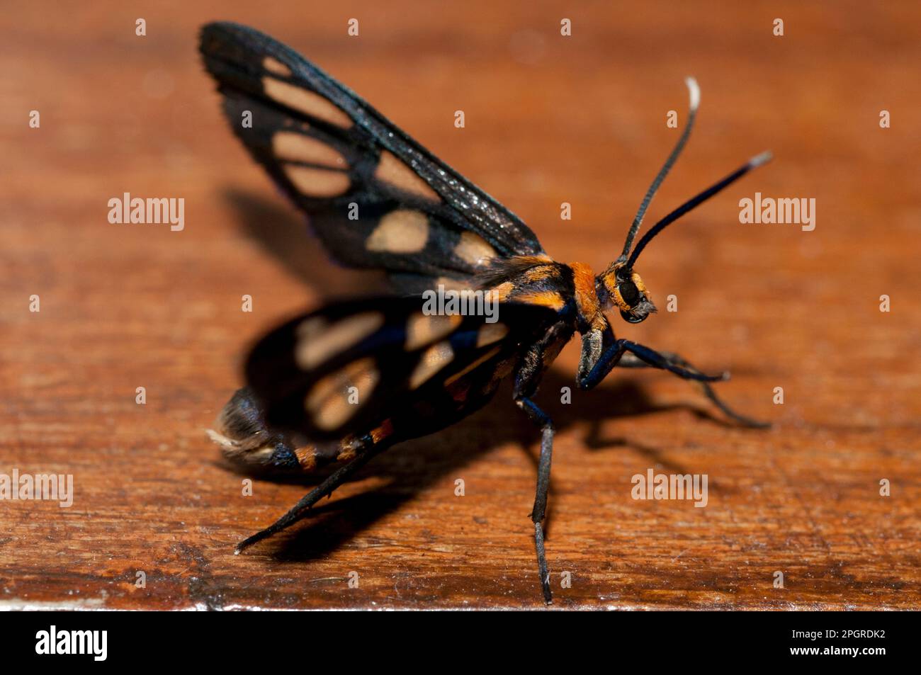 Tiger Moth, Amata huebneri, Klungkung, Bali, Indonesia Stock Photo Alamy