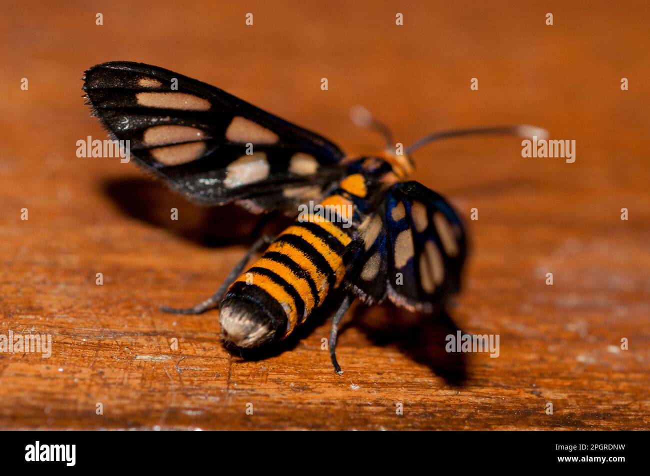 Tiger Moth, Amata huebneri, Klungkung, Bali, Indonesia Stock Photo Alamy