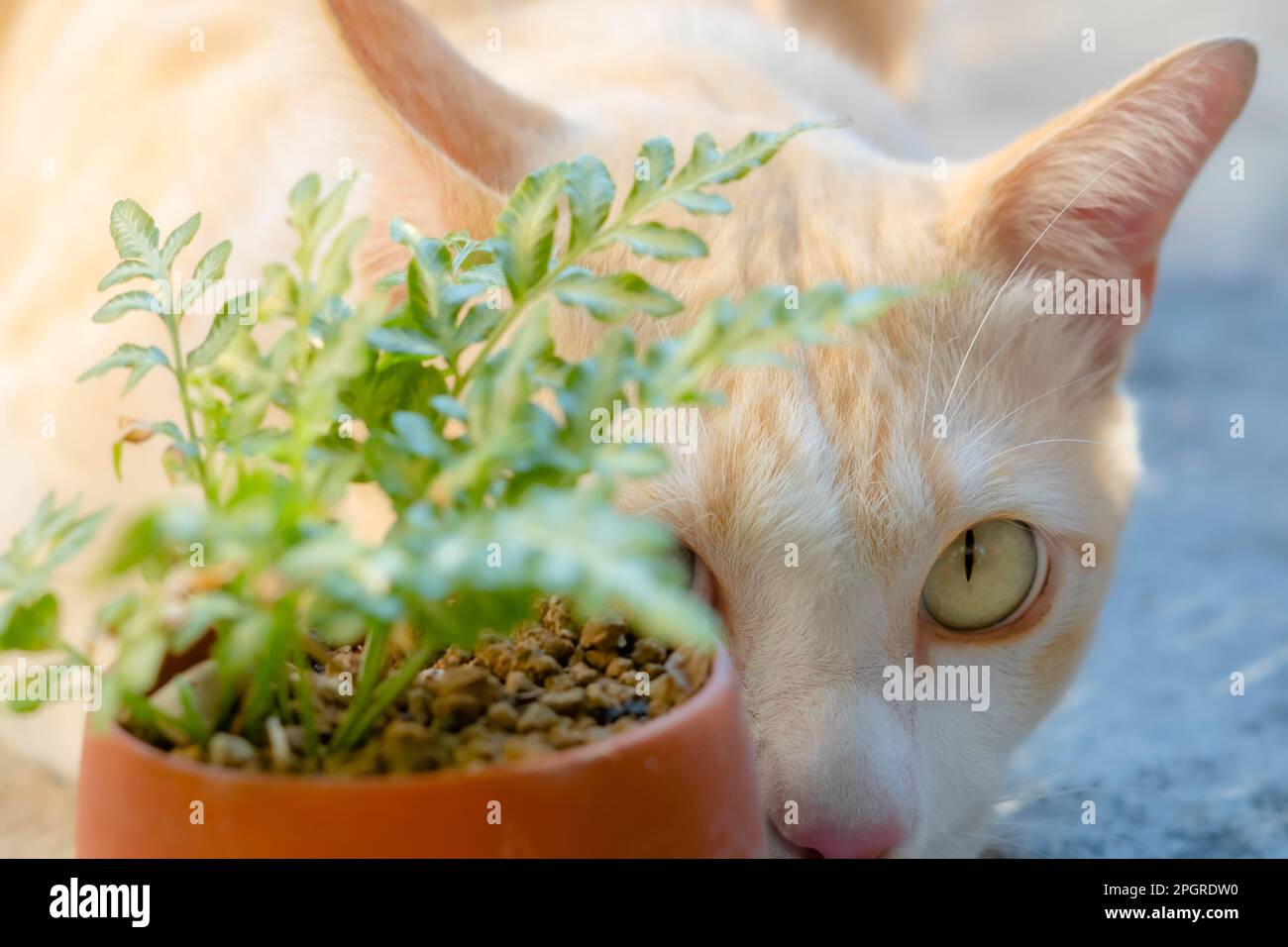 playful yellow a cat hides behind a small potted plant and looks at the camera. Stock Photo