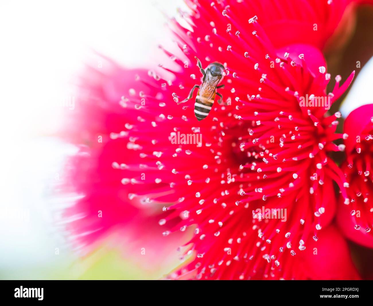 close up of red rose apple flower and honey bee. Stock Photo