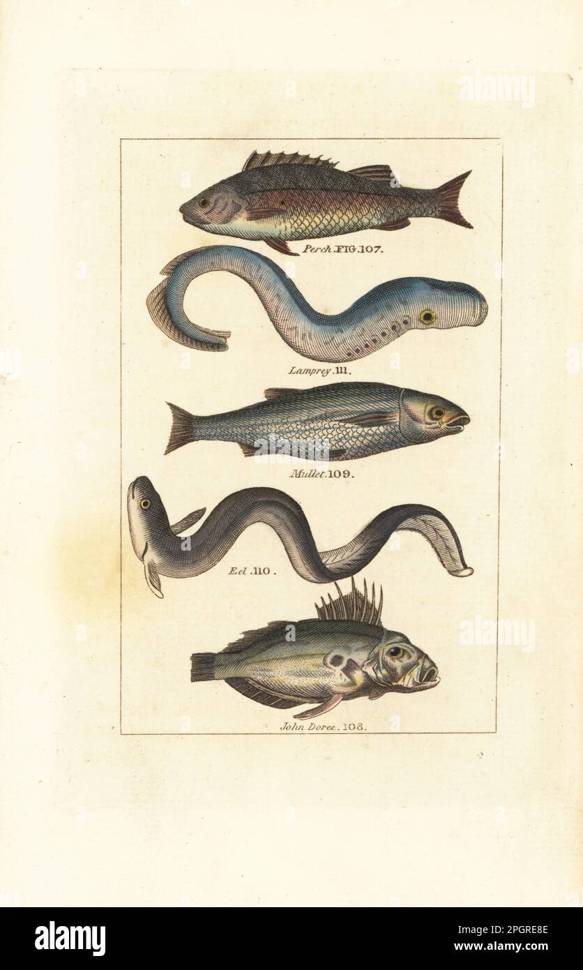 European perch, Perca fluviatilis 107, lamprey eel, Lampetra fluviatilis 111, mullet, Mugil cephalus 109, critically endangered European eel, Anguilla anguilla 110 and John Dory, Zeus faber 108. Handcoloured copperplate engraving after Jacques de Seve from James Smith Barr’s edition of Comte Buffon’s Natural History, A Theory of the Earth, General History of Man, Brute Creation, Vegetables, Minerals, T. Gillet, H. D. Symonds, Paternoster Row, London, 1808. Stock Photo