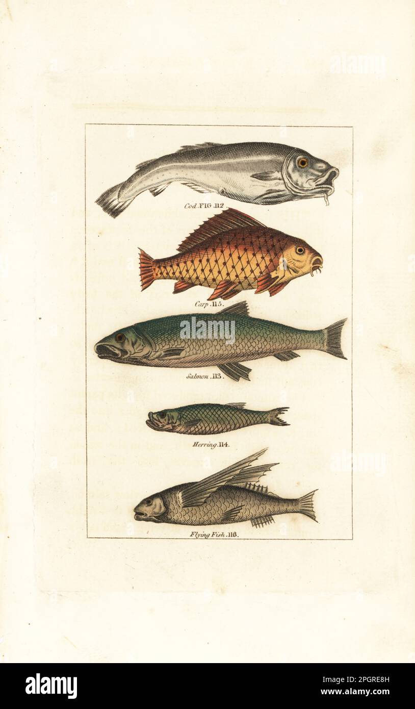 Atlantic cod, Gadus morhua 112, European carp, Cyprinus carpio 115, Atlantic salmon, Salmo salar 113, Atlantic herring, Clupea harengus 114, and  tropical two-wing flyingfish, Exocoetus volitans 116. Handcoloured copperplate engraving after Jacques de Seve from James Smith Barr’s edition of Comte Buffon’s Natural History, A Theory of the Earth, General History of Man, Brute Creation, Vegetables, Minerals, T. Gillet, H. D. Symonds, Paternoster Row, London, 1808. Stock Photo
