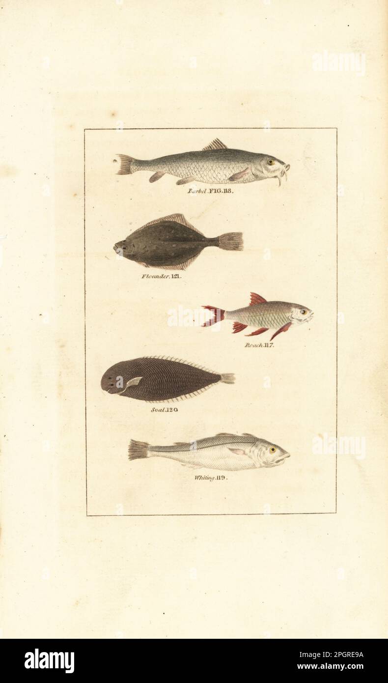 Barbel, Barbus barbus 118, European flounder, Platichthys flesus 121, roach, Rutilus rutilus 117, sole, Solea solea 120, and whiting, Merlangius merlangus 119. Handcoloured copperplate engraving after Jacques de Seve from James Smith Barr’s edition of Comte Buffon’s Natural History, A Theory of the Earth, General History of Man, Brute Creation, Vegetables, Minerals, T. Gillet, H. D. Symonds, Paternoster Row, London, 1808. Stock Photo