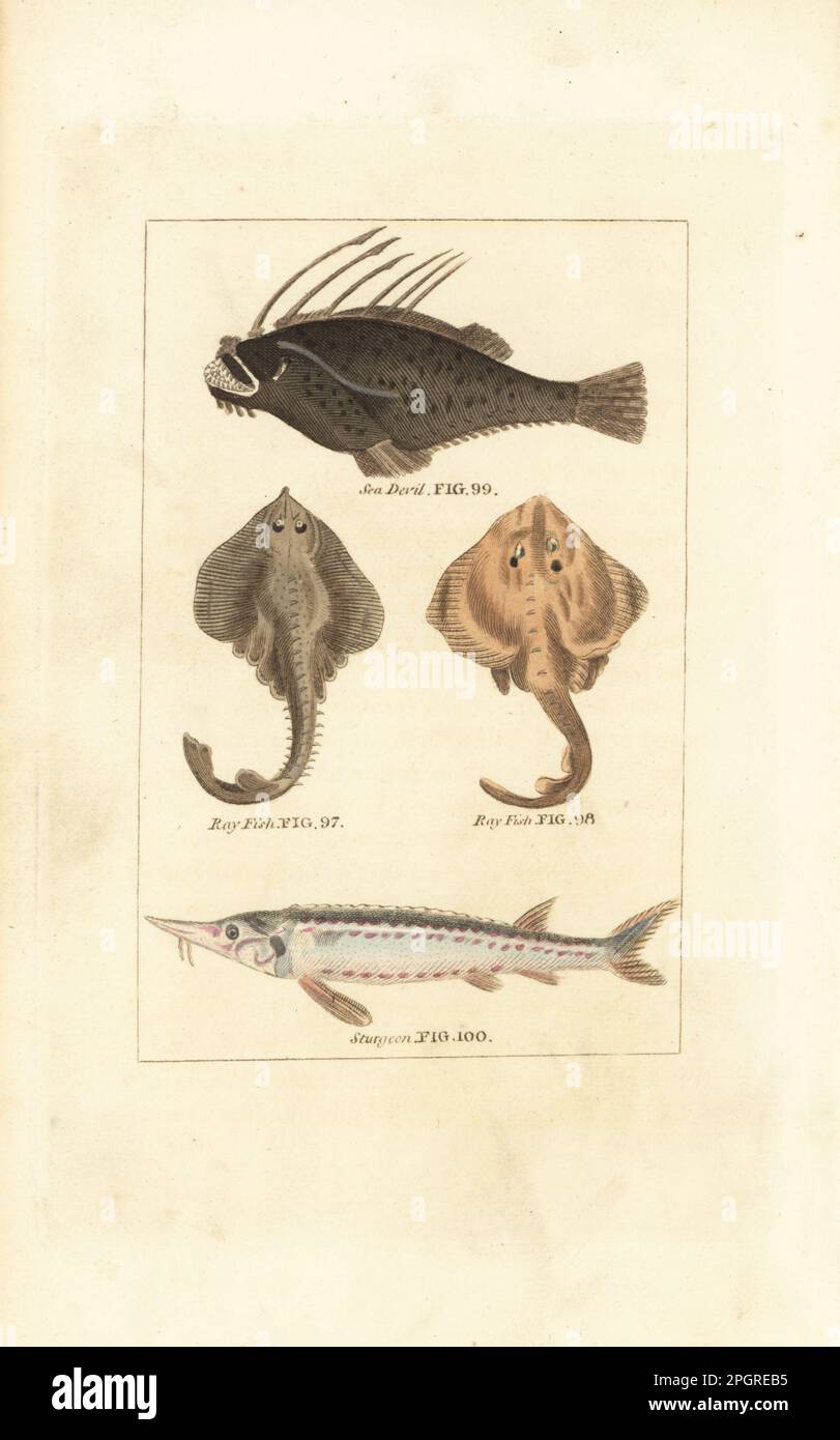 Sea-devil or angler fish, Lophius piscatorius 99, endangered rough ray, Raja radula 97, thornback ray, Raja clavata 98, and Atlantic sturgeon, Acipenser oxyrinchus 100. Handcoloured copperplate engraving after Jacques de Seve from James Smith Barr’s edition of Comte Buffon’s Natural History, A Theory of the Earth, General History of Man, Brute Creation, Vegetables, Minerals, T. Gillet, H. D. Symonds, Paternoster Row, London, 1808. Stock Photo