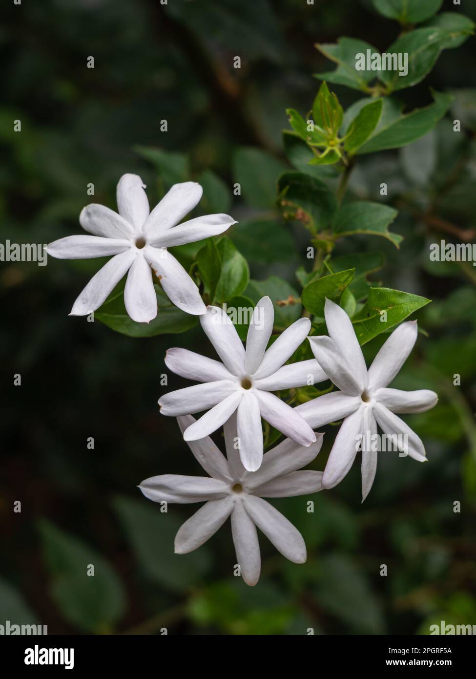 Closeup view of bright pure white flowers of jasminum multipartitum