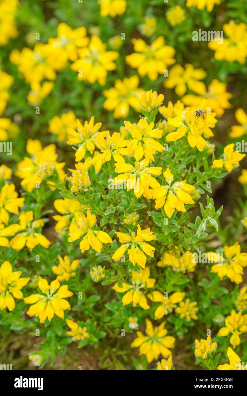 Spanish Broom, Spanish Gorse, Spanish Furze, Genista hispanica, gorse-like deciduous shrub with  bright yellow, pea-like flowers Stock Photo