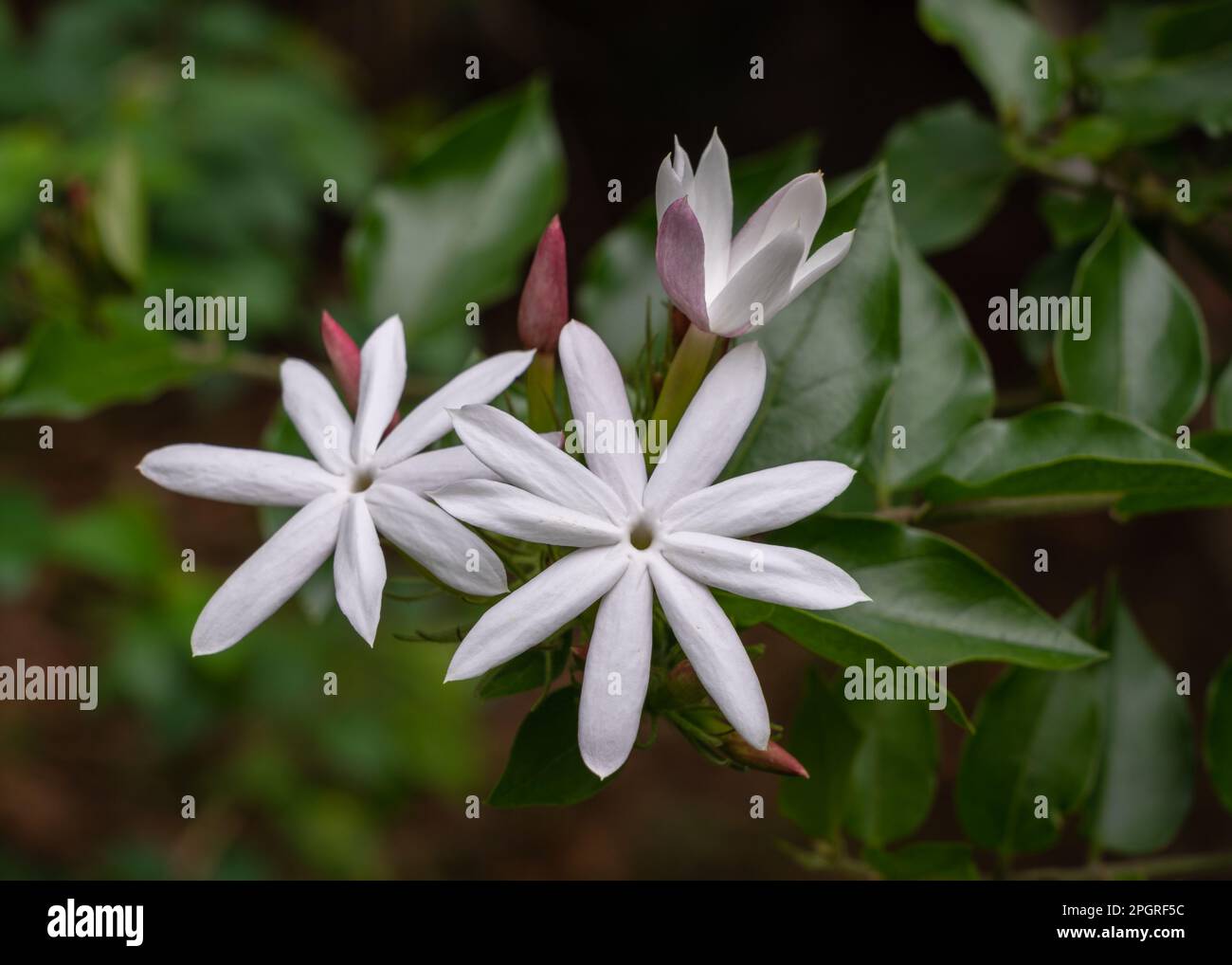 Closeup view of white flowers and purple pink buds of jasminum