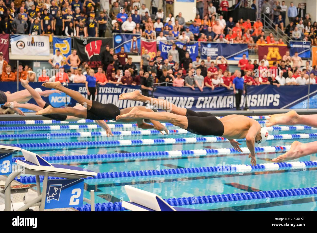 Ncaa mens swimming and diving championships hires stock photography
