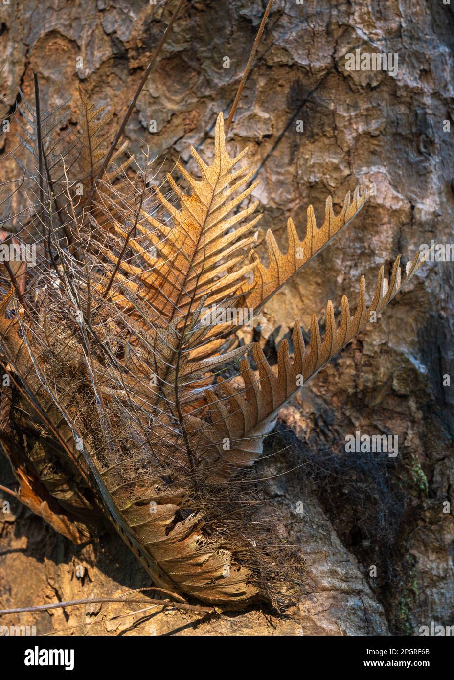 Closeup view in morning sunlight of epiphytic basket fern drynaria rigidula during dry season in Thailand tropical forest Stock Photo