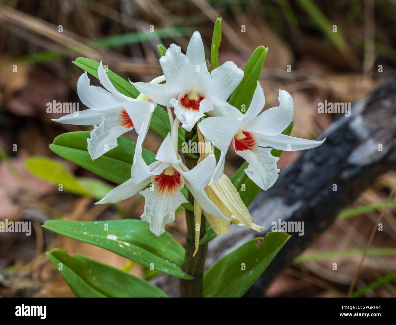 Closeup view of bright white and orange red flowers of dendrobium draconis epiphytic orchid species blooming outdoors in tropical forest, Thailand Stock Photo