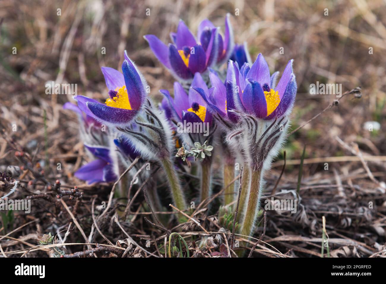First spring flowers Pulsatilla halleri or pulsatilla taurica in nature