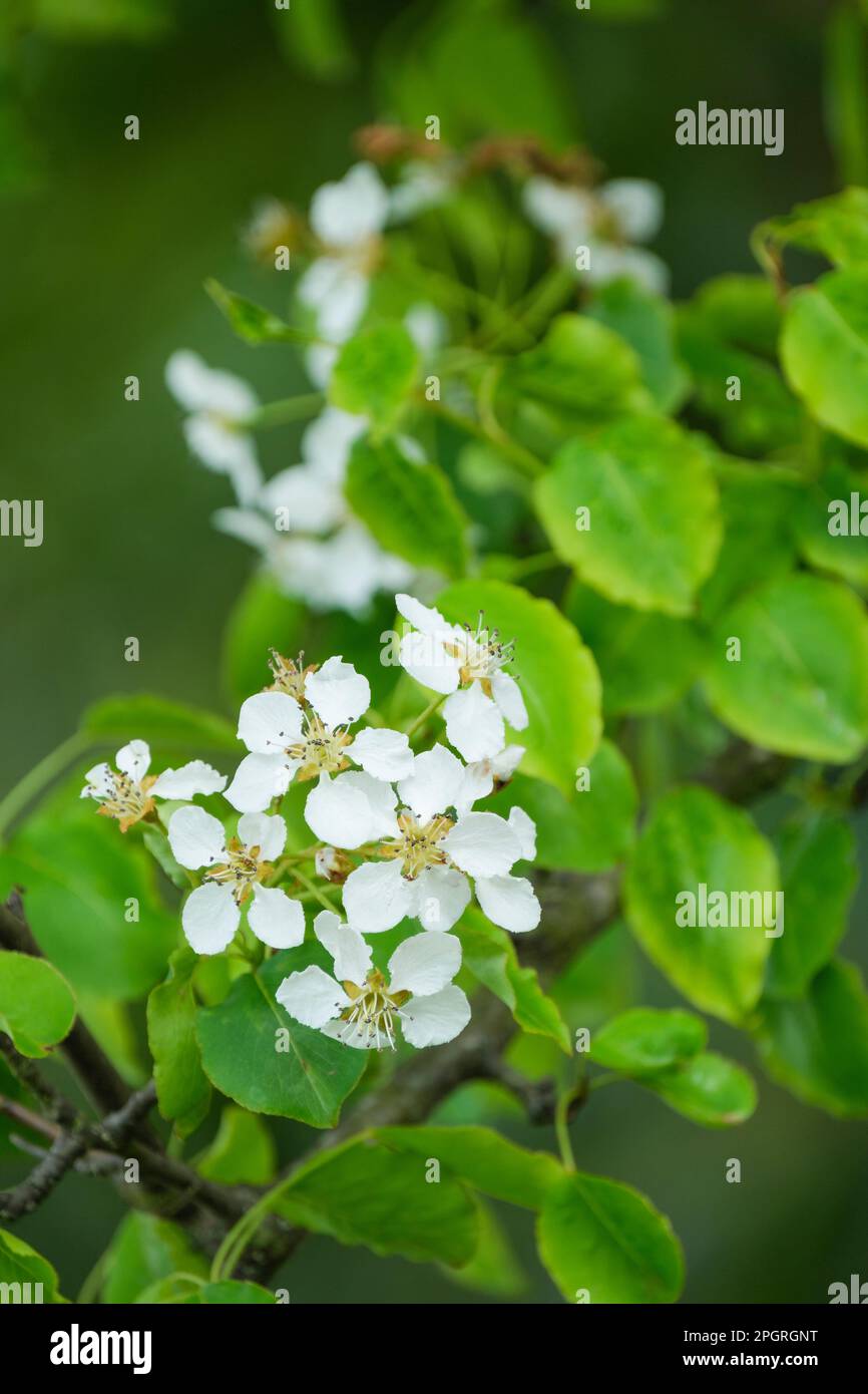 Pyrus cordata, Plymouth pear, Pyrus communis cordata, creamy white blossom in early spring Stock Photo