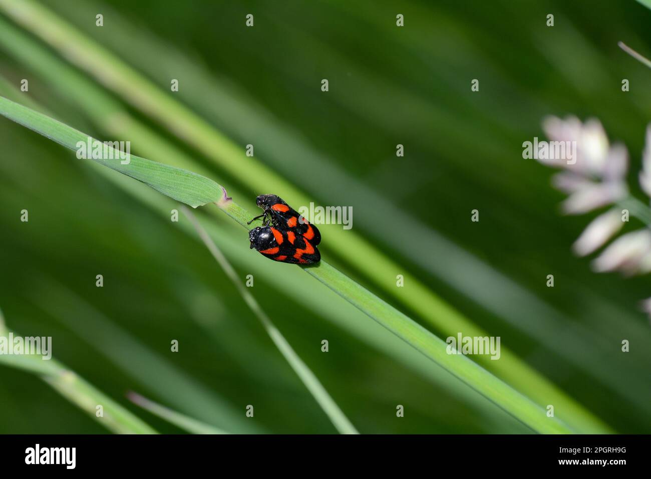 Two leafhoppers ( Cercopidae ) mating on a plant in green nature Stock