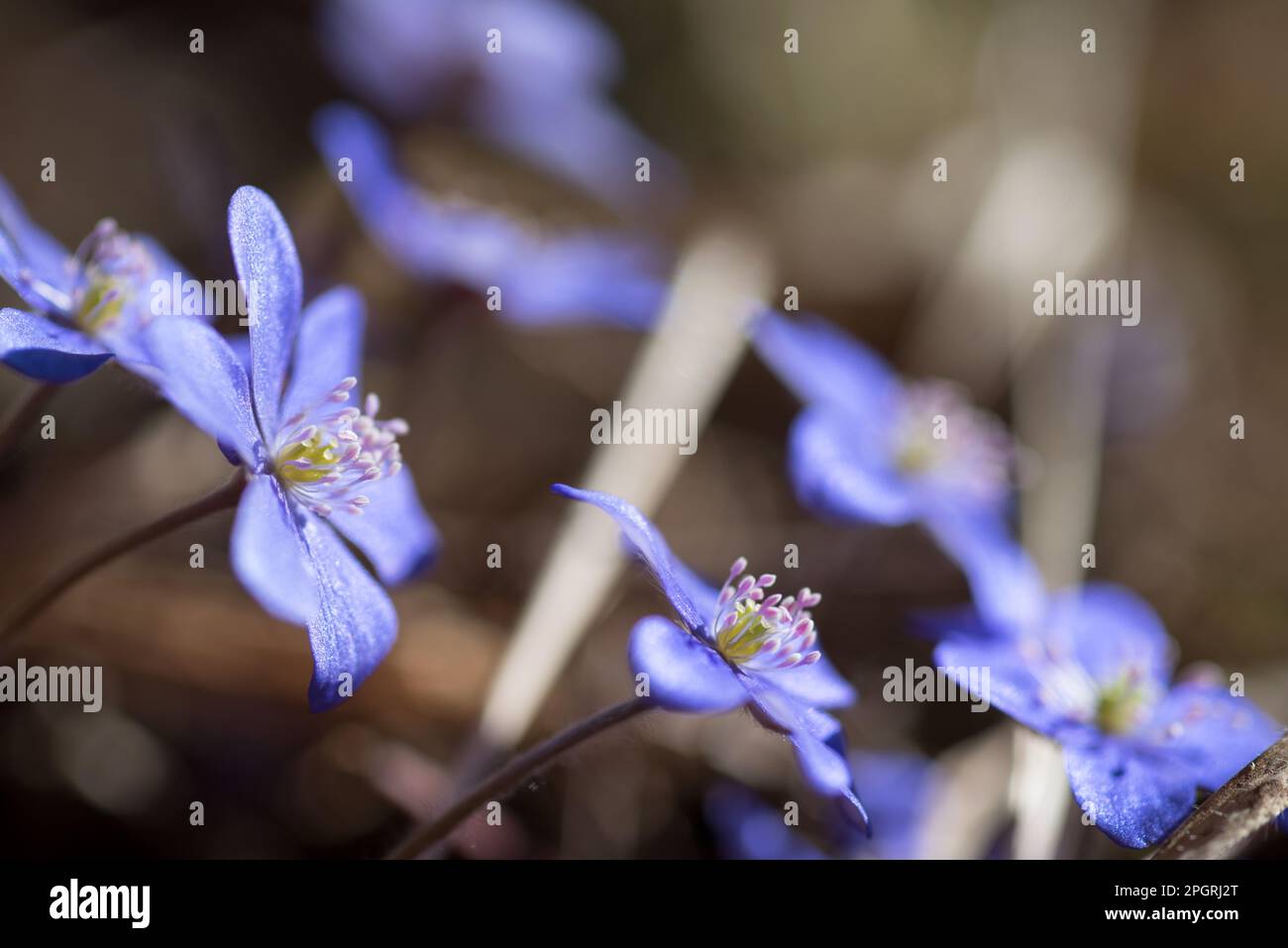 la bellezza dei fiori di montagna delle dolomiti Stock Photo