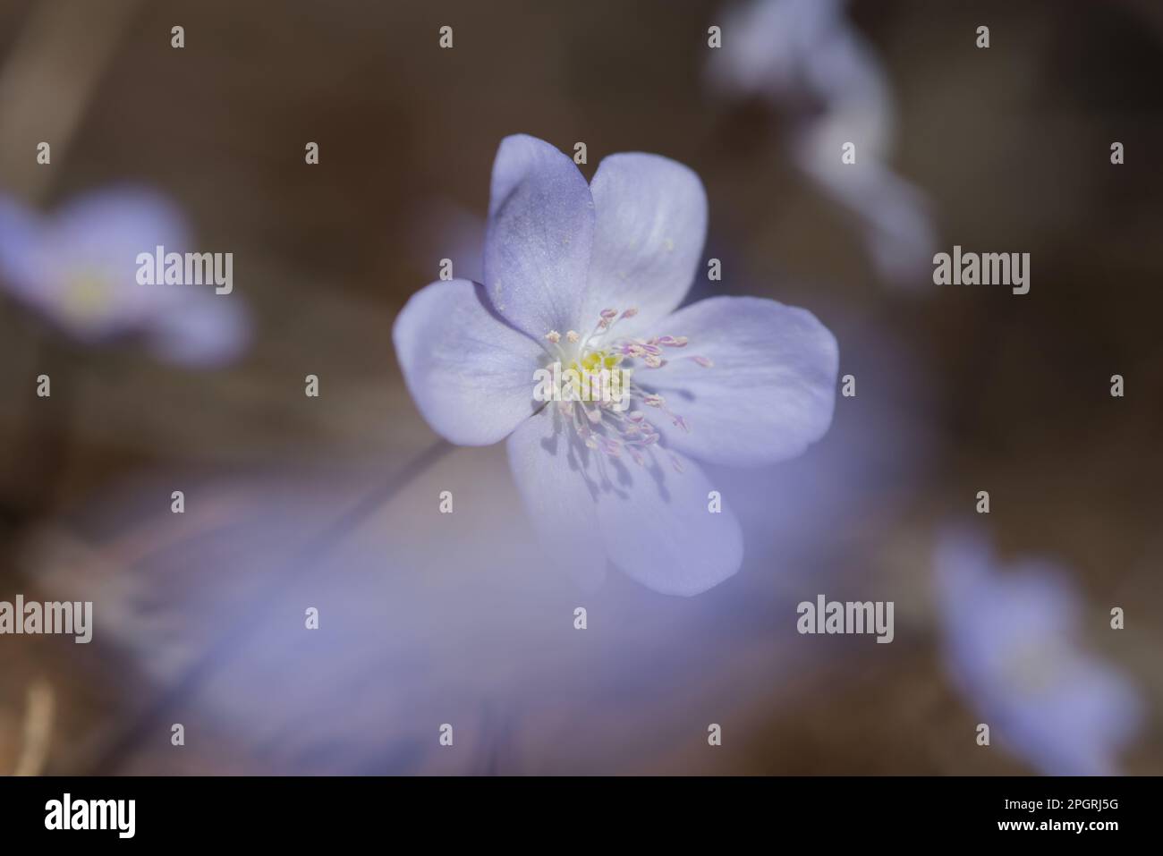 la bellezza dei fiori di montagna delle dolomiti Stock Photo