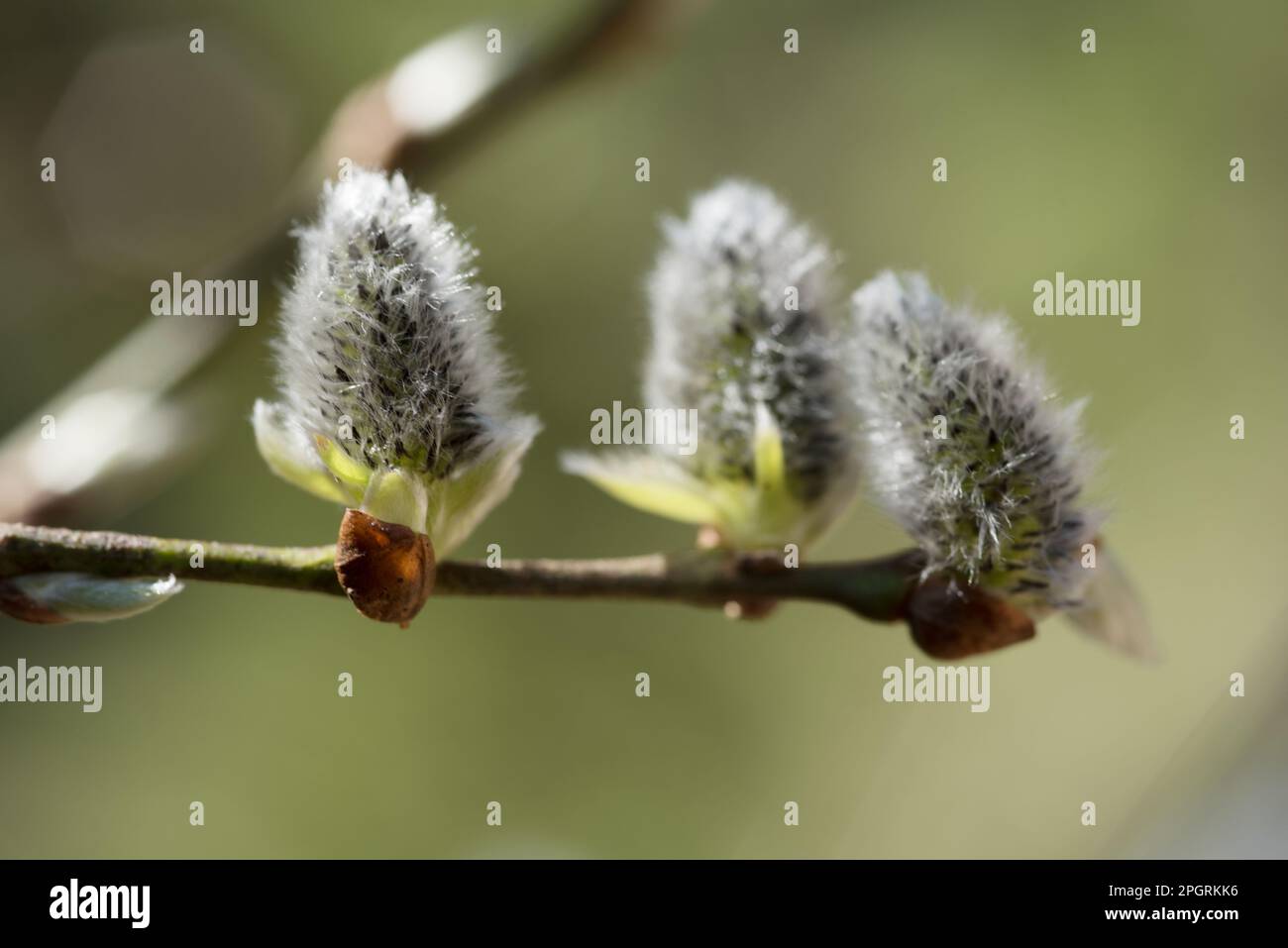 Villaggio primavera hi-res stock photography and images - Alamy