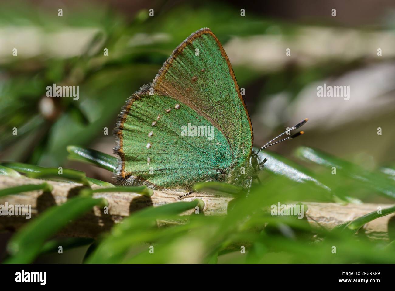 una bella farfalla mentre si riposa al sole Stock Photo