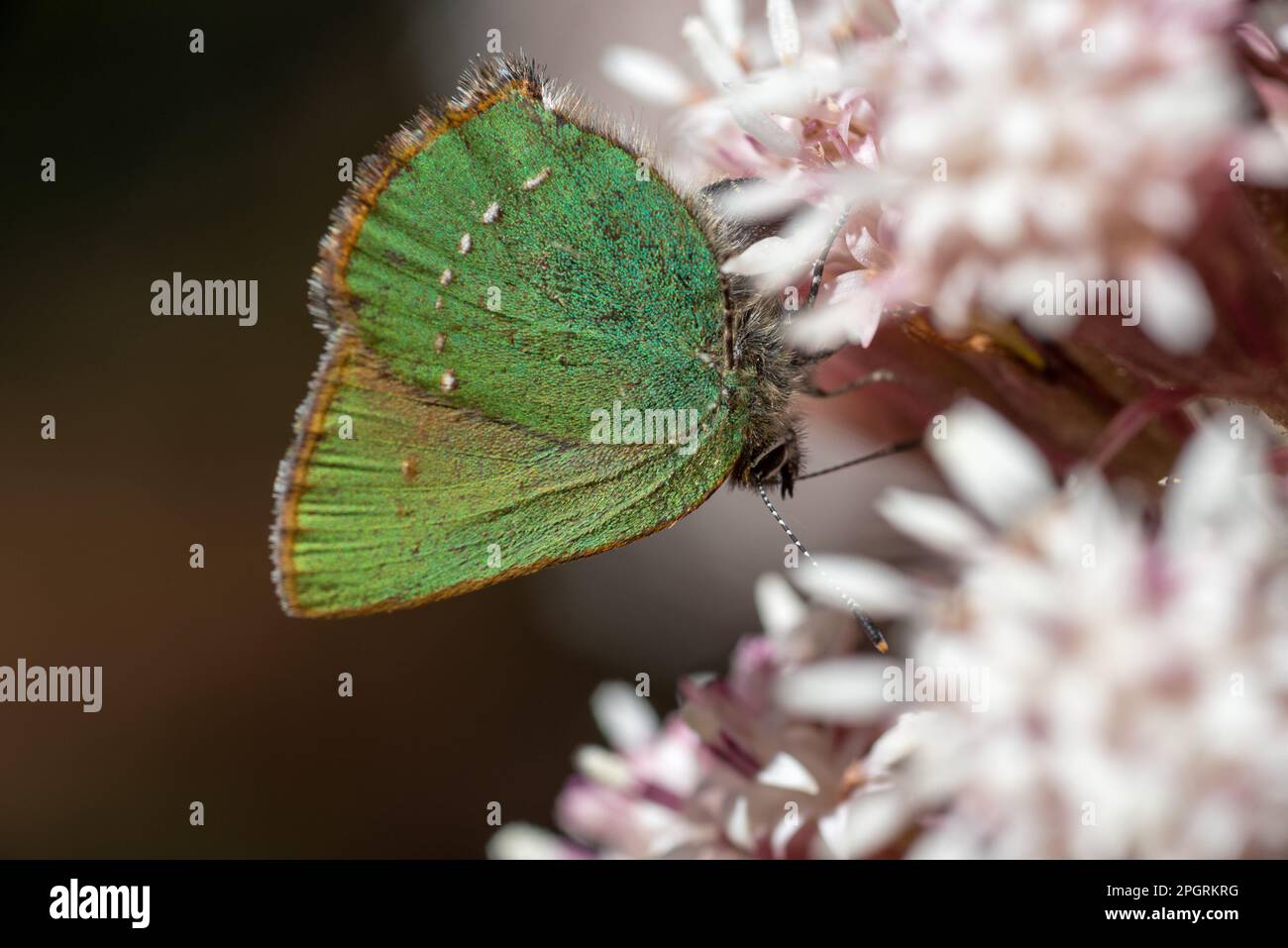 una bella farfalla mentre si riposa al sole Stock Photo