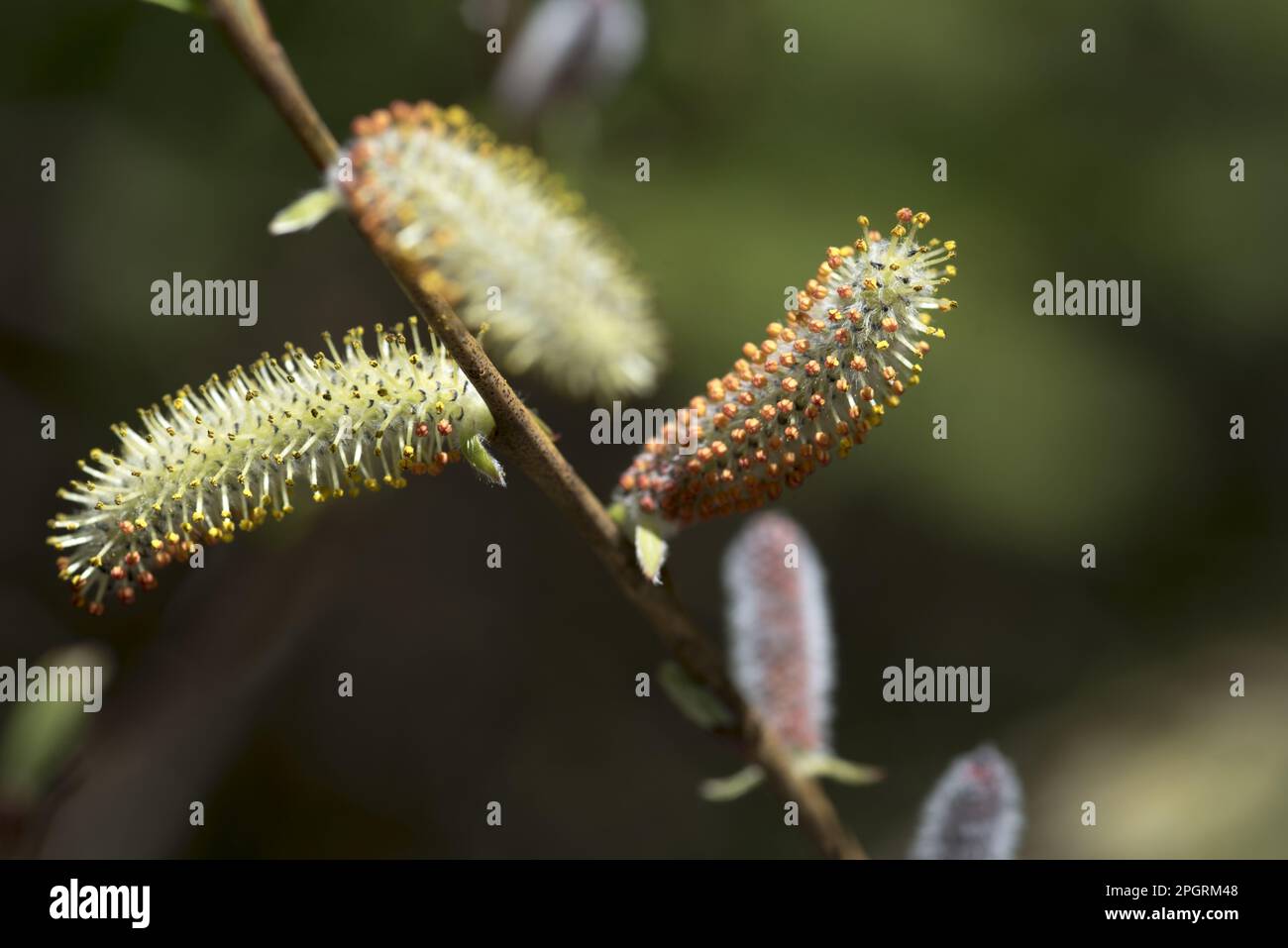 Foglie in primavera hi-res stock photography and images - Alamy