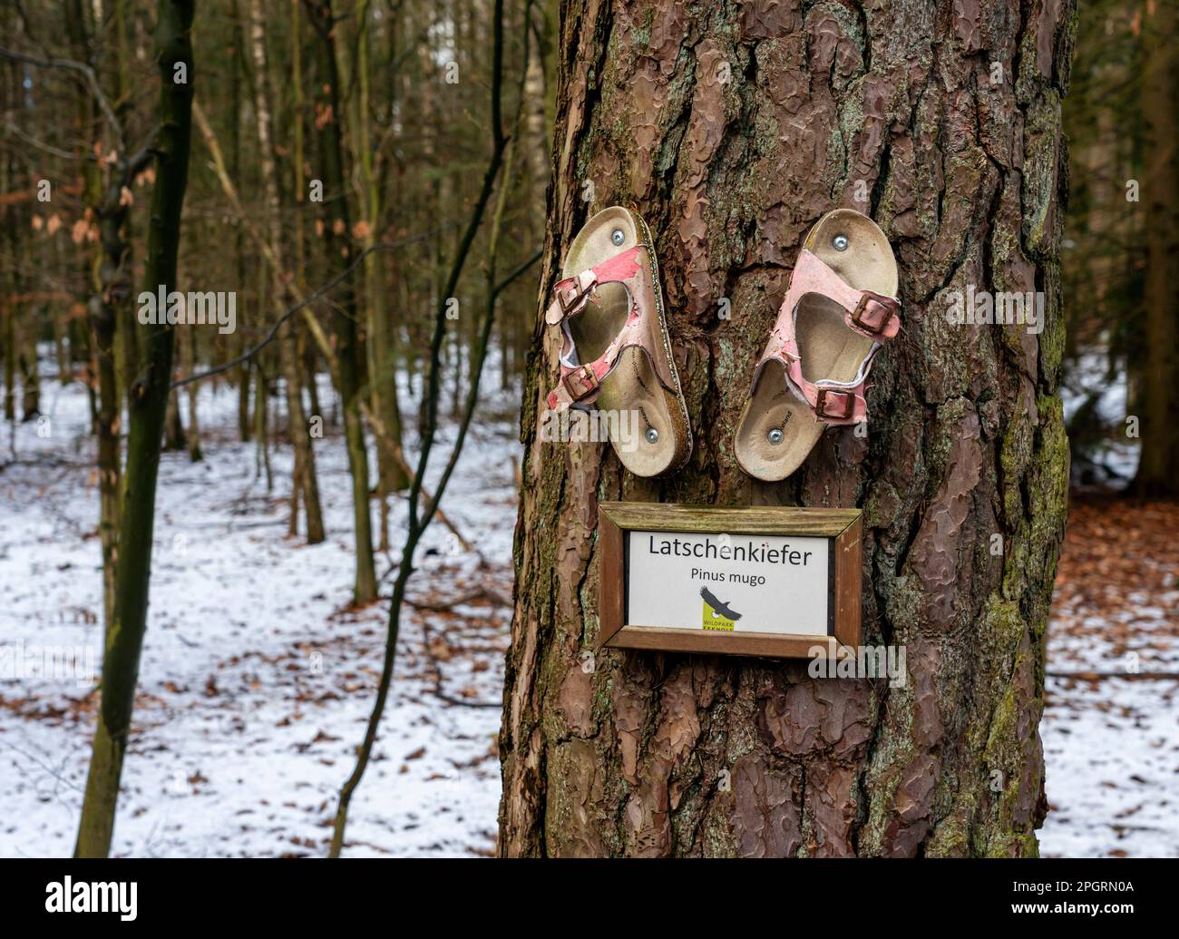 Tree Trunk, Mountain Pine, Pinus Mugo, Norderstedt, Schleswig-Holstein, Germany Stock Photo