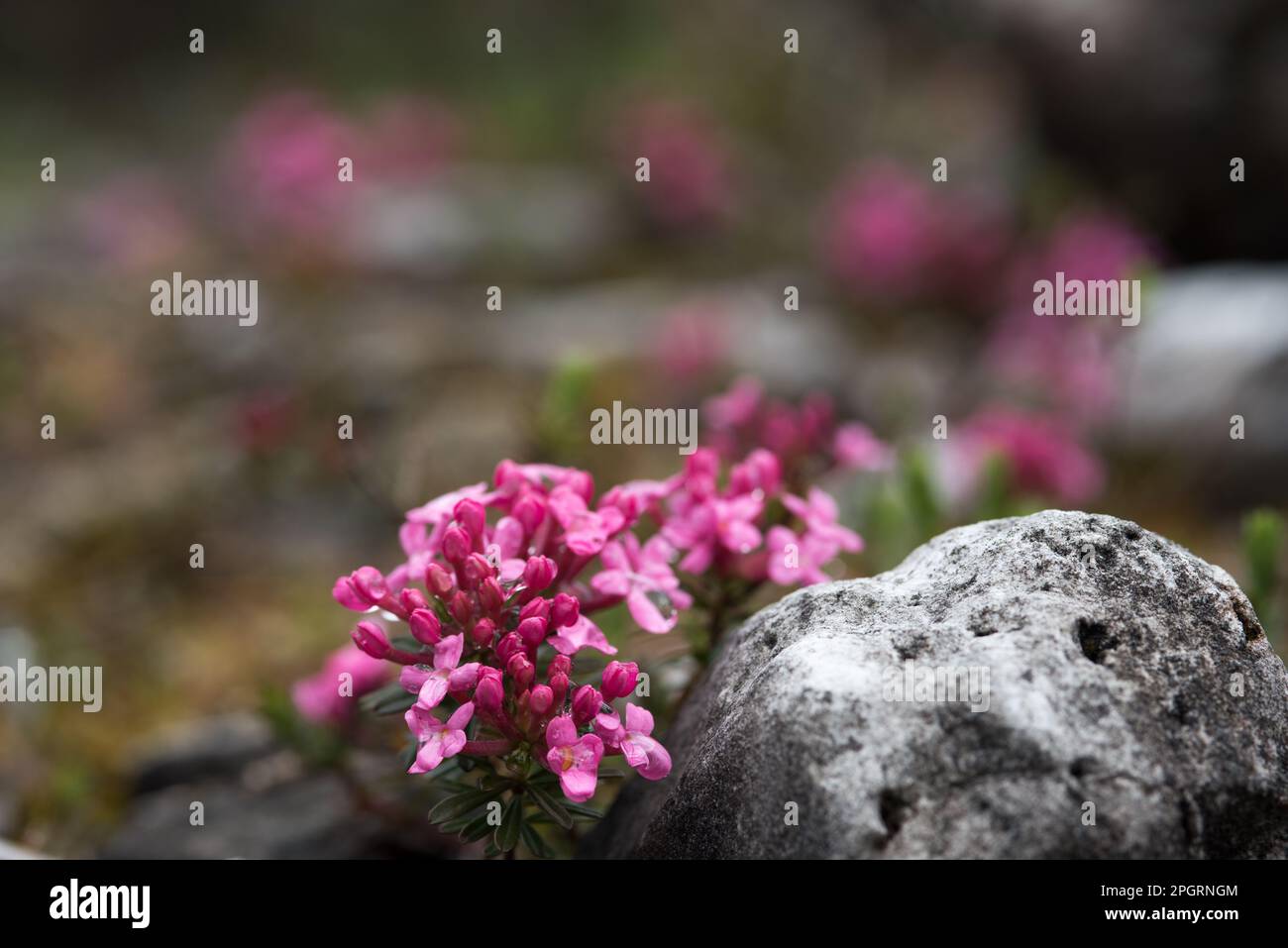 La Bellezza Dei Fiori Di Montagna Delle Dolomiti Stock Photo Alamy