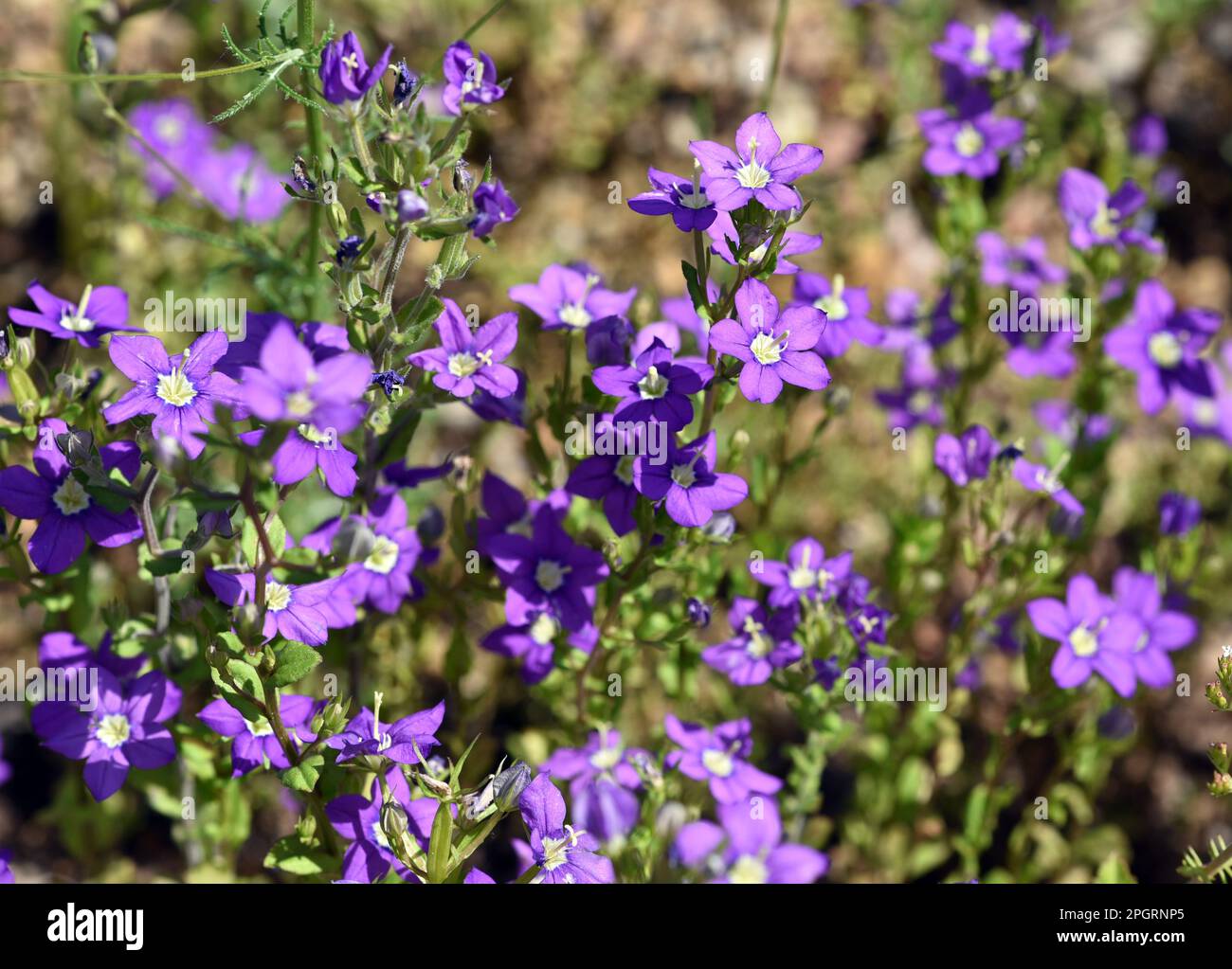 Grosser venusspiegel hi-res stock photography and images - Alamy