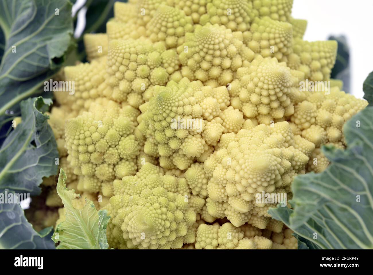 Romanesco, Brokkoli hat große grune Blueten mit hervorragendem ...
