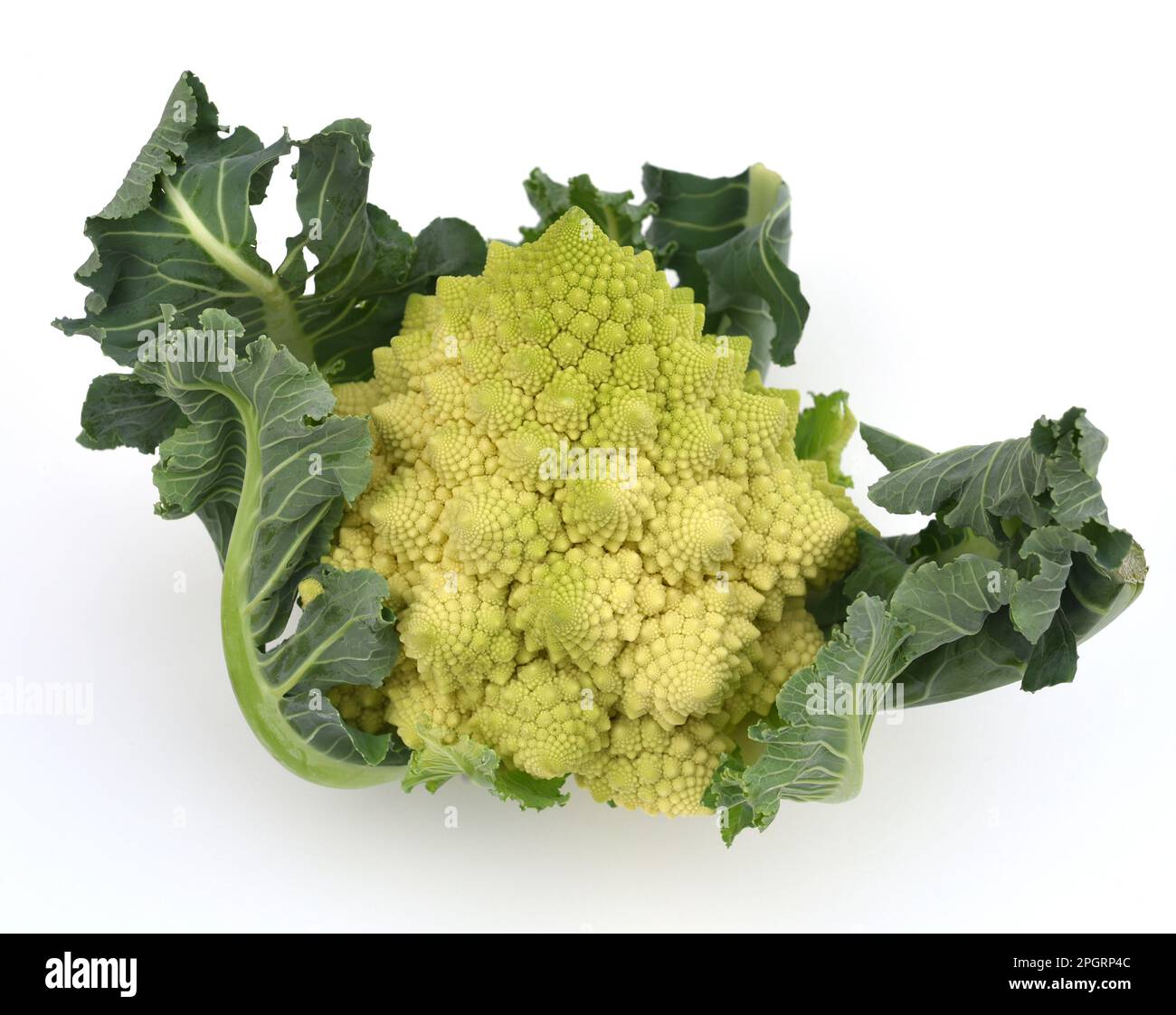 Romanesco, Brokkoli hat große grune Blueten mit hervorragendem