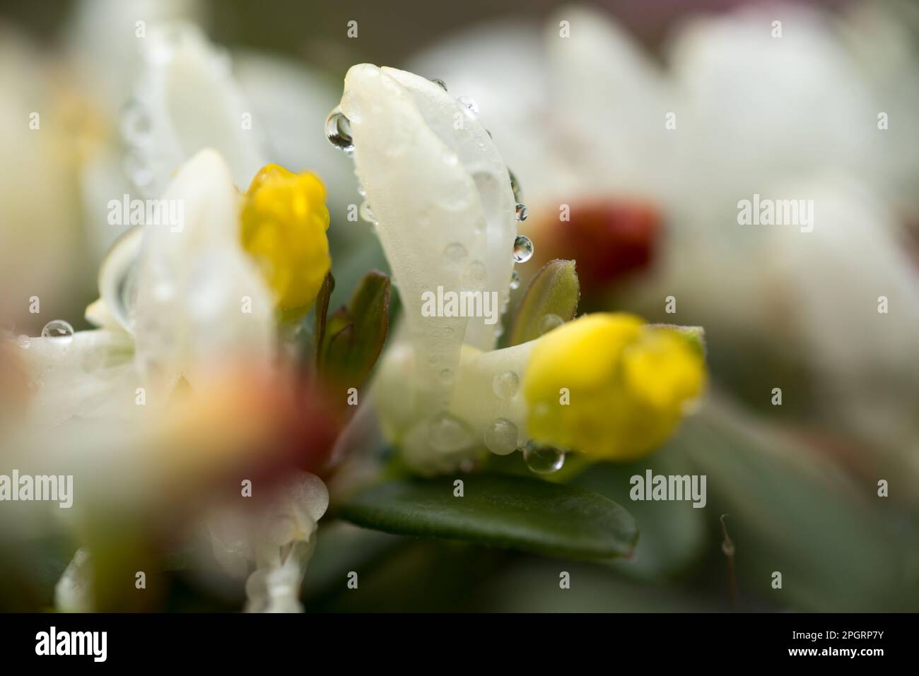 piccoli fiori di montagna con gocce di rugiada mattutina Stock Photo